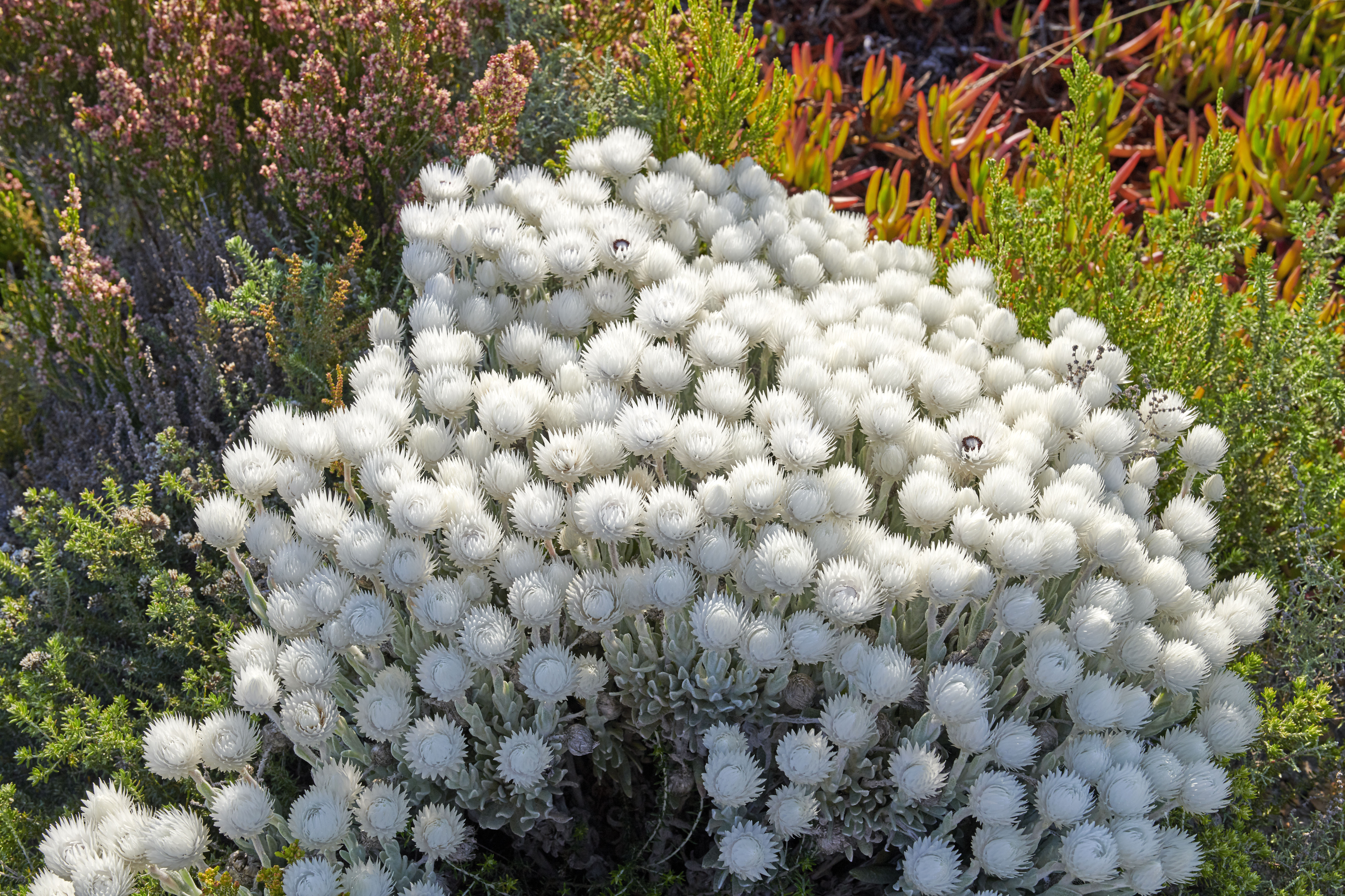 Everlastings (Syncarpha vestita). Also called by the following name: Cape snow. Fynbush,  Desert flower in South Africa.